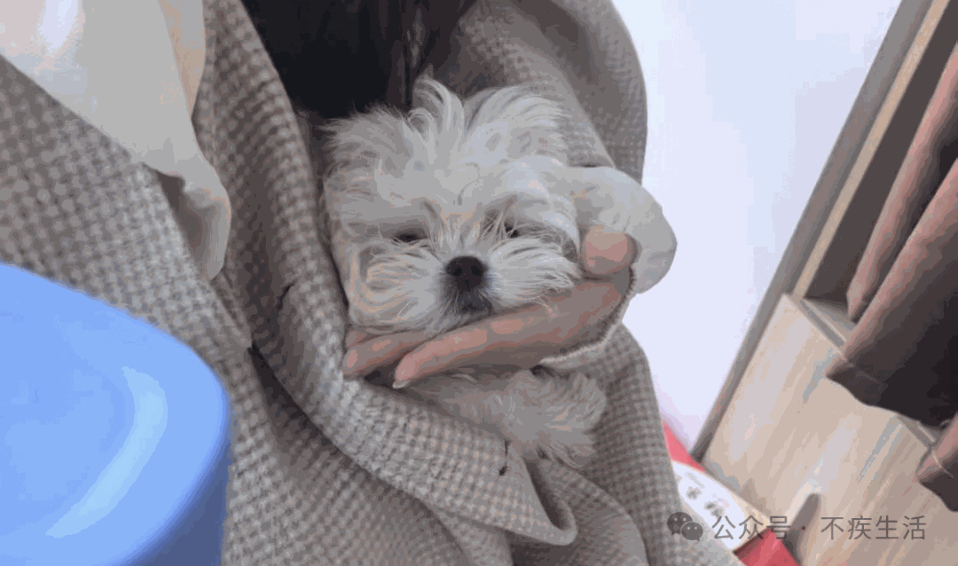 第一单“宠物陪诊”的故事